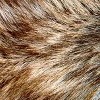 Materials: Fur